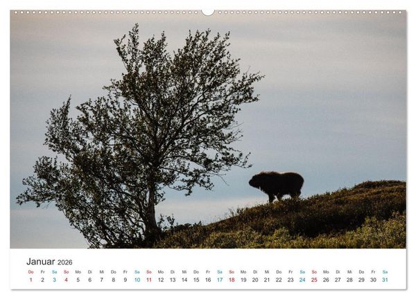Produktbild: Die letzten Moschusochsen Europas (hochwertiger Premium Wandkalender 2026 DIN A2 quer), Kunstdruck in Hochglanz
