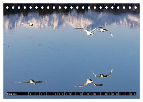Produktbild: Die Eleganz der Schw&auml;ne (Tischkalender 2026 DIN A5 quer), CALVENDO Monatskalender