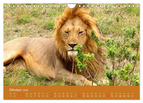 Produktbild: Auge in Auge mit den Tieren Afrikas (Wandkalender 2026 DIN A4 quer), CALVENDO Monatskalender