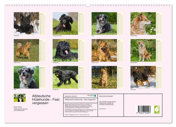 Produktbild: Altdeutsche H&uuml;tehunde - Fast vergessen (hochwertiger Premium Wandkalender 2026 DIN A2 quer), Kunstdruck in Hochglanz