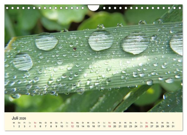Produktbild: Kraftquelle Gr&uuml;n (Wandkalender 2026 DIN A4 quer), CALVENDO Monatskalender