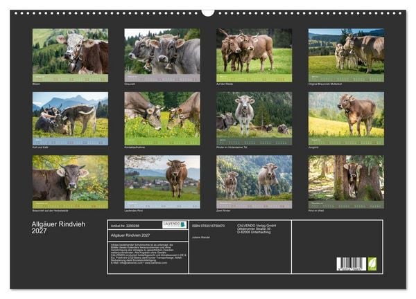 Produktbild: Allg&auml;uer Rindvieh 2027 (Wandkalender 2027 DIN A2 quer), CALVENDO Monatskalender
