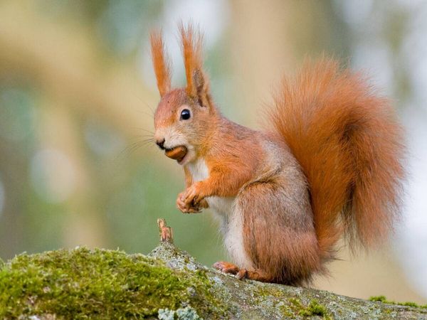 Produktbild: CALVENDO Puzzle Eichh&ouml;rnchen mit Haselnuss im Maul | 1000 Teile Lege-Gr&ouml;&szlig;e 64x48cm Foto-Puzzle f&uuml;r gl&uuml;ckliche Stunden