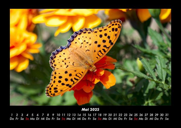 Produktbild: Bunte Pracht der Schmetterlinge 2025 Fotokalender DIN A3