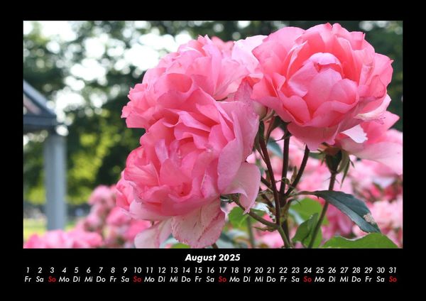 Produktbild: Pflanzen und Bl&uuml;ten 2025 Fotokalender DIN A3