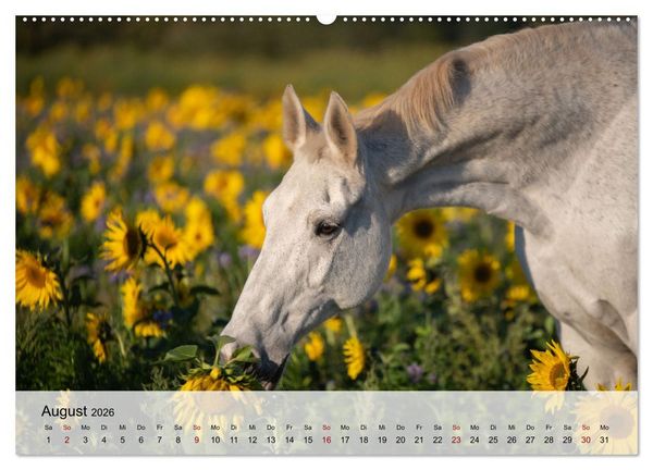 Produktbild: Pferde 2026 Kraft und Anmut (hochwertiger Premium Wandkalender 2026 DIN A2 quer), Kunstdruck in Hochglanz