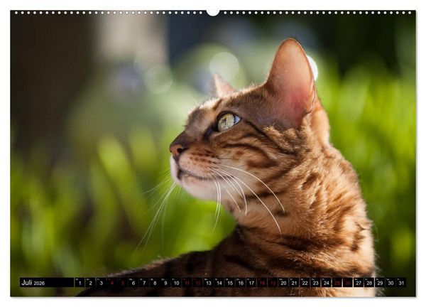 Produktbild: Bengalen Outdoor und Action (hochwertiger Premium Wandkalender 2026 DIN A2 quer), Kunstdruck in Hochglanz
