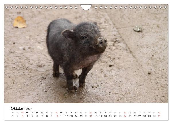 Produktbild: Schwein gehabt! (Wandkalender 2027 DIN A4 quer), CALVENDO Monatskalender