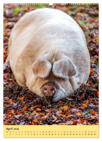 Produktbild: Just Pigs (High Quality Premium Wall Calendar 2026 DIN A2 portrait),CALVENDO 12 Month Wall Calendar