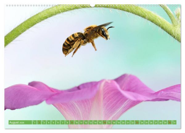 Produktbild: Sechs Beine in der Luft - Wildbienen im Flug (hochwertiger Premium Wandkalender 2026 DIN A2 quer), Kunstdruck in Hochglanz