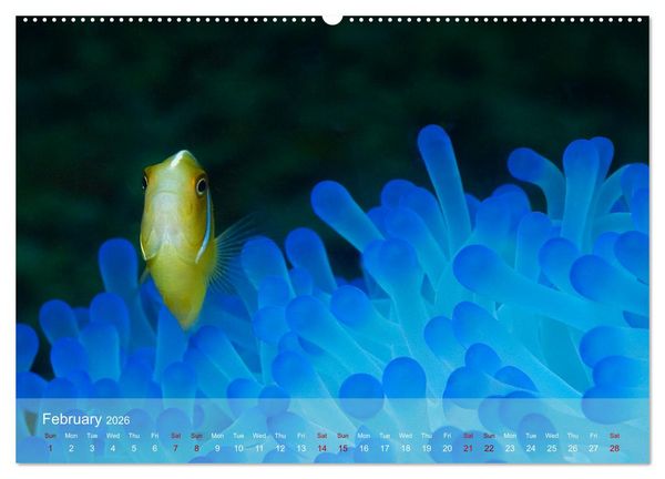 Produktbild: Anemonefish - always busy - always on the move (Wall Calendar 2026 DIN A2 landscape), CALVENDO 12 Month Wall Calendar