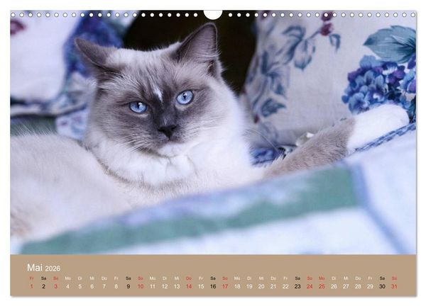 Produktbild: Verliebt in Ragdolls ... die sanfte Katzenrasse (Wandkalender 2026 DIN A3 quer), CALVENDO Monatskalender