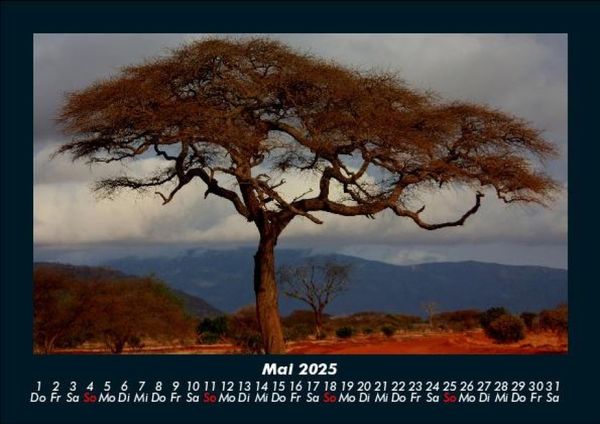 Produktbild: B&auml;ume 2025 Fotokalender DIN A5