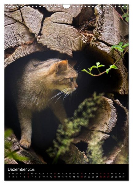 Produktbild: Wildkatzen - scheue J&auml;ger (Wandkalender 2026 DIN A3 hoch), CALVENDO Monatskalender