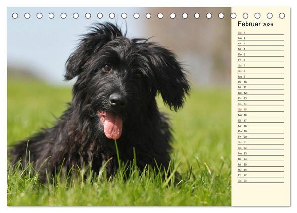 Produktbild: Altdeutsche H&uuml;tehunde - Fast vergessen (Tischkalender 2026 DIN A5 quer), CALVENDO Monatskalender