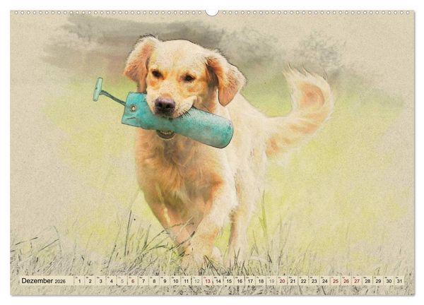 Produktbild: Golden Retriever 2026 (Wandkalender 2026 DIN A2 quer), CALVENDO Monatskalender