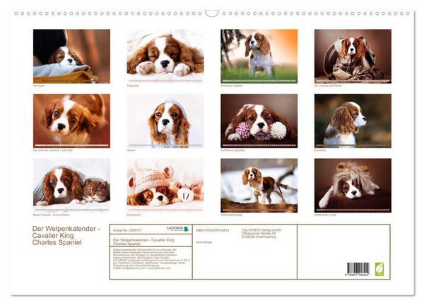 Produktbild: Der Welpenkalender - Cavalier King Charles Spaniel (Wandkalender 2026 DIN A2 quer), CALVENDO Monatskalender