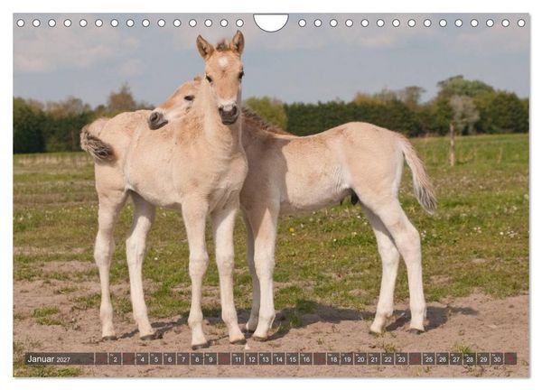 Produktbild: Fohlen - Lustige Pferdekinder (Wandkalender 2027 DIN A4 quer), CALVENDO Monatskalender