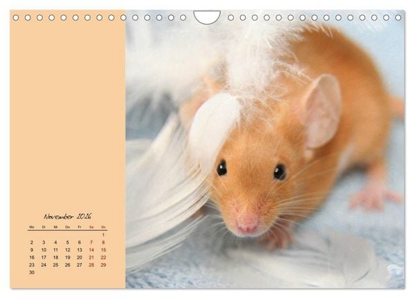 Produktbild: Mausige Zeiten! Putzige Gesellen mit Knopfaugen (Wandkalender 2026 DIN A4 quer), CALVENDO Monatskalender