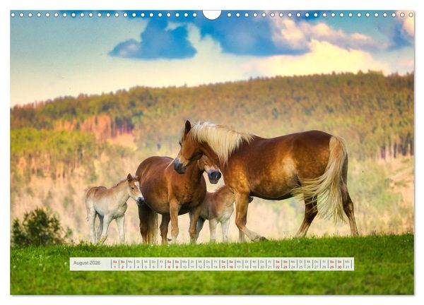 Produktbild: Haflinger im Th&uuml;ringer Wald (Wandkalender 2026 DIN A3 quer), CALVENDO Monatskalender