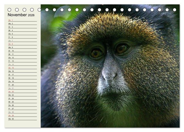 Produktbild: Affen in Afrika (Tischkalender 2026 DIN A5 quer), CALVENDO Monatskalender