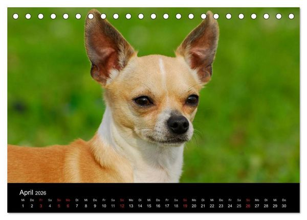 Produktbild: Chihuahua - Kleine Hunde ganz gro&szlig; (Tischkalender 2026 DIN A5 quer), CALVENDO Monatskalender