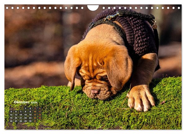 Produktbild: Eine kleine Bordeauxdogge entdeckt die Welt (Wandkalender 2026 DIN A4 quer), CALVENDO Monatskalender