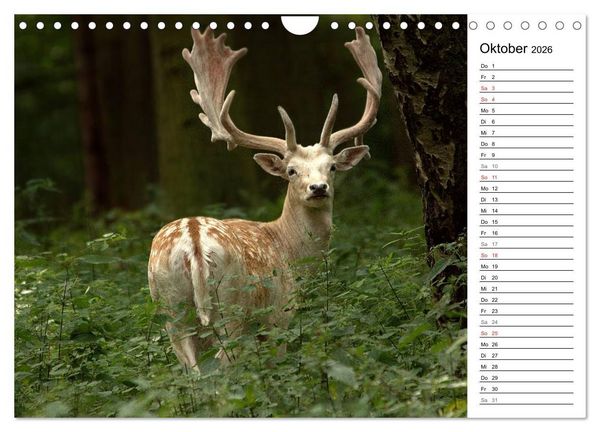 Produktbild: Hirsche (Wandkalender 2026 DIN A4 quer), CALVENDO Monatskalender
