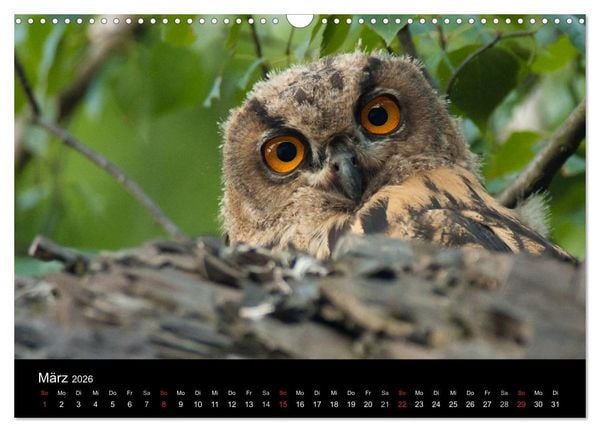 Produktbild: Uhu - K&ouml;nig der Nacht (Wandkalender 2026 DIN A3 quer), CALVENDO Monatskalender
