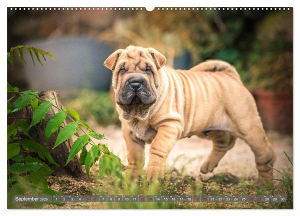 Produktbild: S&uuml;&szlig;e Welpenzeit - Alles au&szlig;er gew&ouml;hnlich (hochwertiger Premium Wandkalender 2026 DIN A2 quer), Kunstdruck in Hochglanz