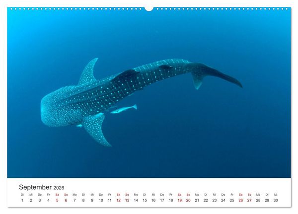 Produktbild: Tiefsee - Ein Abenteuer ins Unbekannte. (hochwertiger Premium Wandkalender 2026 DIN A2 quer), Kunstdruck in Hochglanz