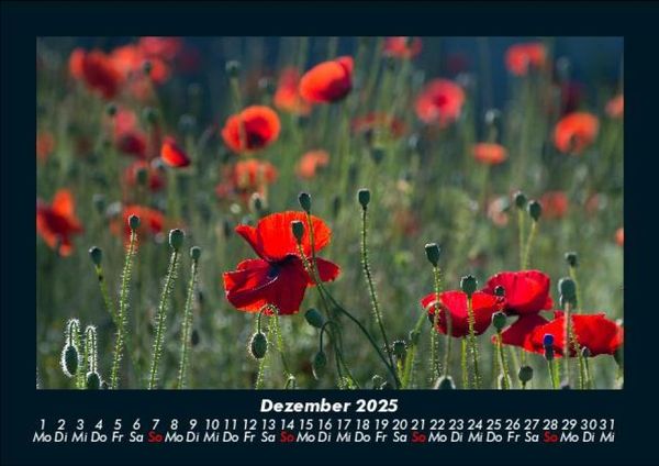 Produktbild: Blumentr&auml;ume 2025 Fotokalender DIN A5