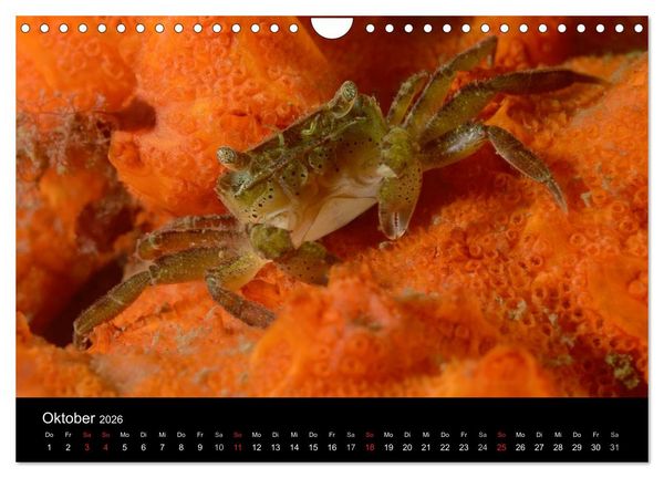 Produktbild: Unterwasser (Wandkalender 2026 DIN A4 quer), CALVENDO Monatskalender