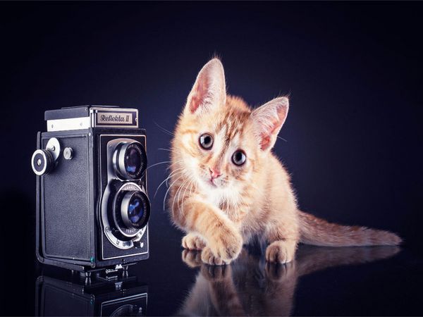 Produktbild: CALVENDO Puzzle Ich zeig Dir wie die Pose geht | 1000 Teile Lege-Gr&ouml;&szlig;e 64x48cm Foto-Puzzle f&uuml;r gl&uuml;ckliche Stunden