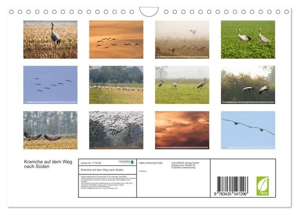 Produktbild: Kraniche auf dem Weg nach S&uuml;den (Wandkalender 2025 DIN A4 quer), CALVENDO Monatskalender