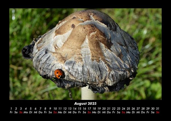 Produktbild: Pilzkalender 2025 Fotokalender DIN A3