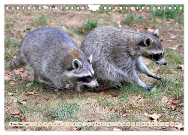 Produktbild: Der Waschb&auml;r - Der Maskentr&auml;ger in unseren W&auml;ldern (Wandkalender 2026 DIN A4 quer), CALVENDO Monatskalender