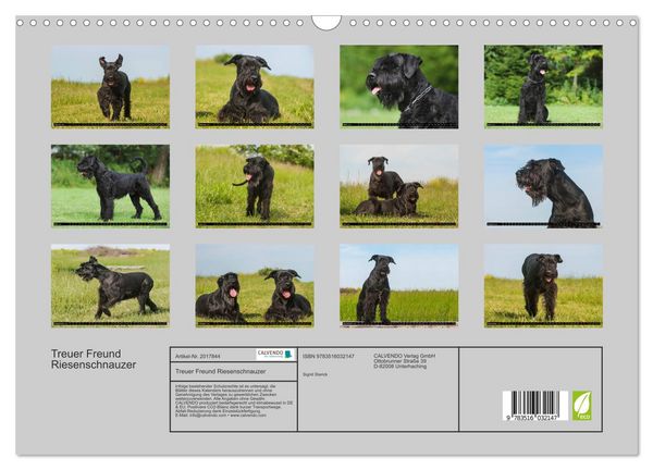 Produktbild: Treuer Freund Riesenschnauzer (Wandkalender 2026 DIN A3 quer), CALVENDO Monatskalender