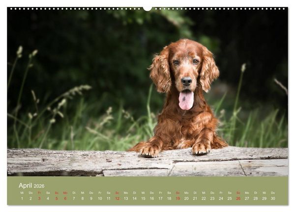 Produktbild: Setter - Geliebter Freund und Jagdkamerad (hochwertiger Premium Wandkalender 2026 DIN A2 quer), Kunstdruck in Hochglanz