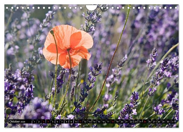 Produktbild: Provence Impressionen (Wandkalender 2026 DIN A4 quer), CALVENDO Monatskalender