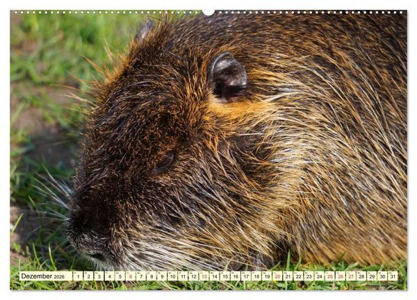 Produktbild: Nutrias Pei&szlig;nitzinsel Halle Saale (hochwertiger Premium Wandkalender 2026 DIN A2 quer), Kunstdruck in Hochglanz