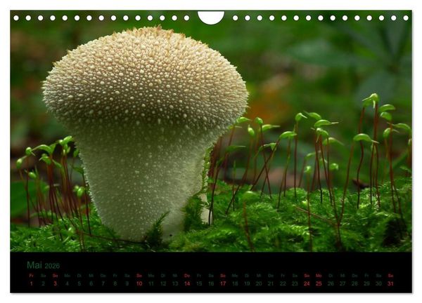 Produktbild: Im Reich der Pilze (Wandkalender 2026 DIN A4 quer), CALVENDO Monatskalender