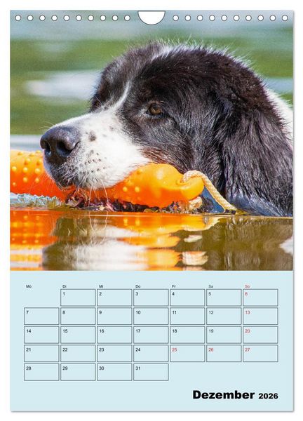 Produktbild: Familienplaner Landseer - Freund und Retter (Wandkalender 2026 DIN A4 hoch), CALVENDO Monatskalender