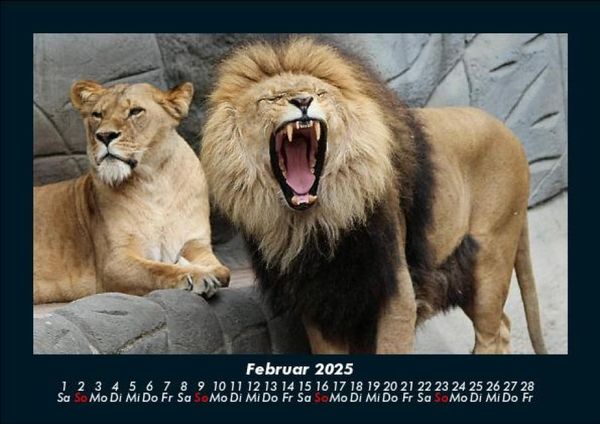 Produktbild: L&ouml;wen in der Wildnis 2025 Fotokalender DIN A5