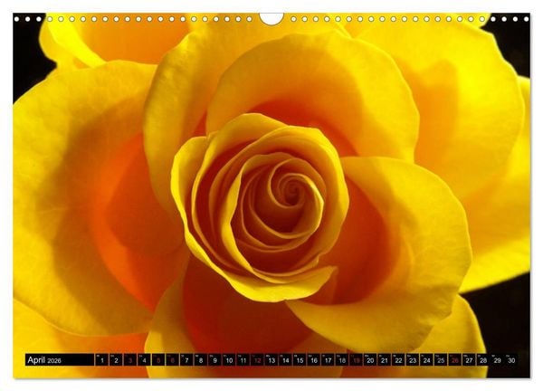 Produktbild: Rosen nat&uuml;rlich sch&ouml;n (Wandkalender 2026 DIN A3 quer), CALVENDO Monatskalender
