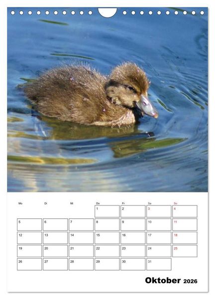 Produktbild: Liebenswerte Enten (Wandkalender 2026 DIN A4 hoch), CALVENDO Monatskalender