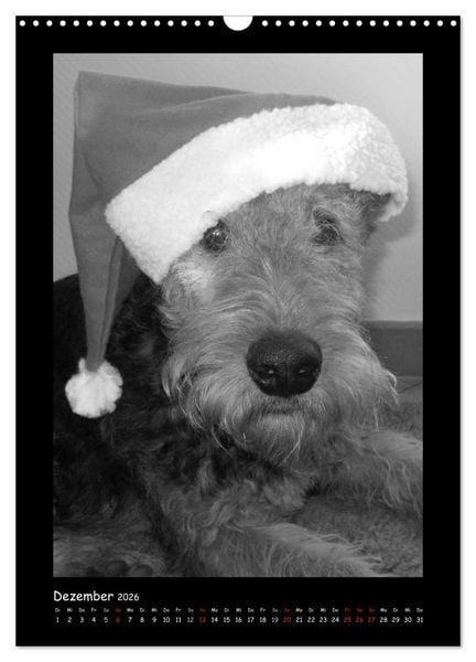 Produktbild: Der Airedale: Portraits eines "Dickkopfes" (Wandkalender 2026 DIN A3 hoch), CALVENDO Monatskalender