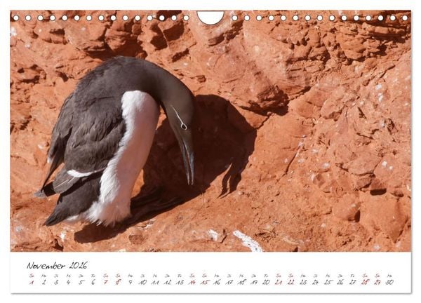 Produktbild: Vogelwelt Helgoland - von Ostfriesenfotografie (Wandkalender 2026 DIN A4 quer), CALVENDO Monatskalender