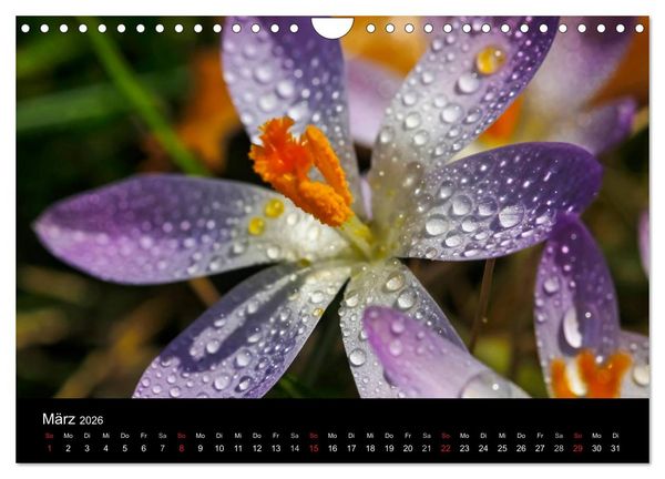 Produktbild: Wassertropfen (Wandkalender 2026 DIN A4 quer), CALVENDO Monatskalender