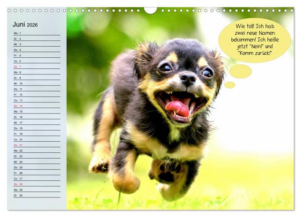 Produktbild: Hurra! Wir gehen Gassi! Abenteuer mit dem Hund! (Wandkalender 2026 DIN A3 quer), CALVENDO Monatskalender